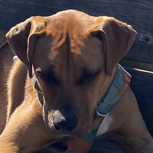 Fundraising Page: Kristine Neal